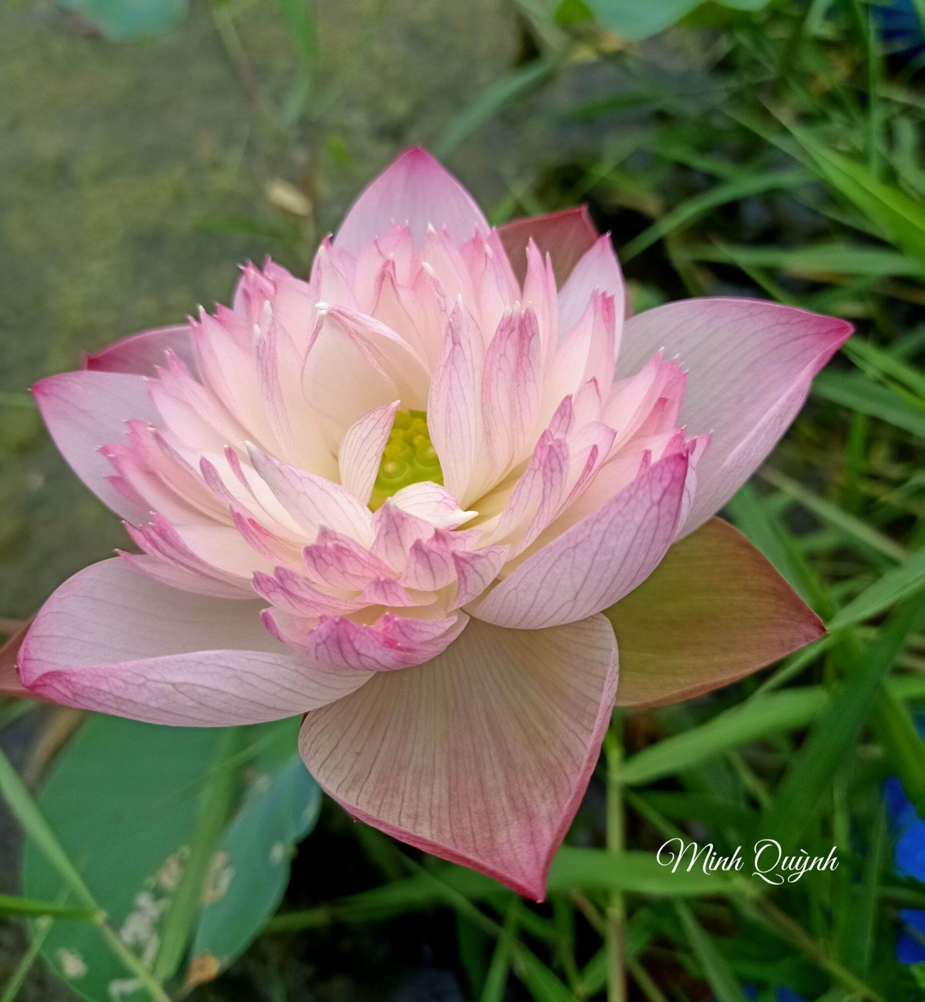 Củ sen Super Lotus