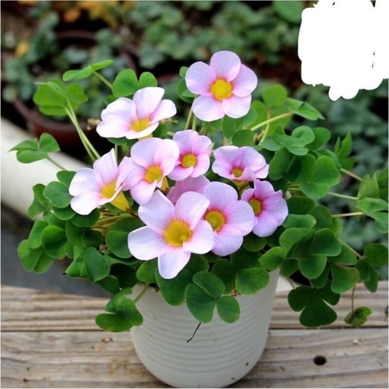 củ hoa oxalis (combo 5 củ)
