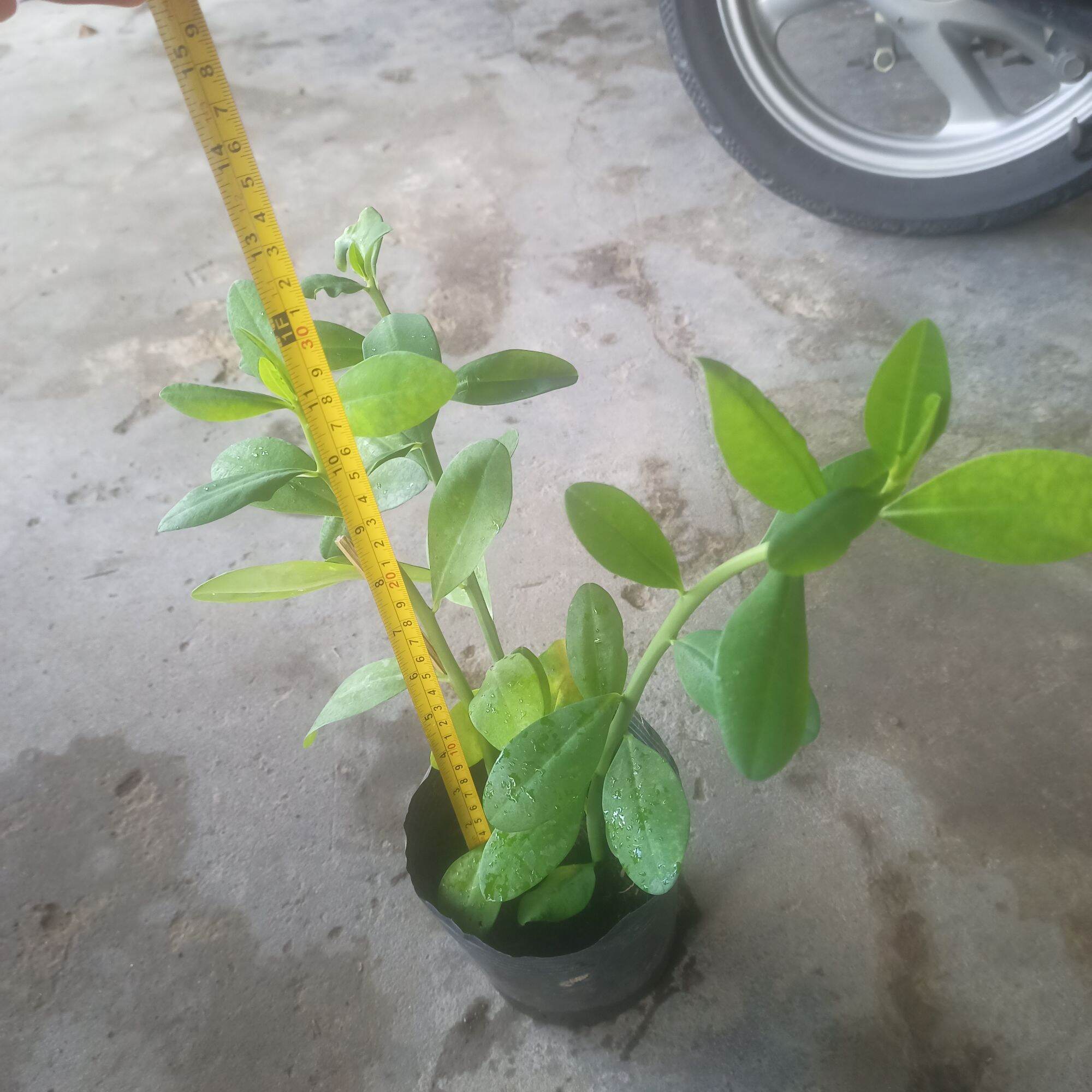Chậu cây thạch anh, 3 cây có rễ ổn định