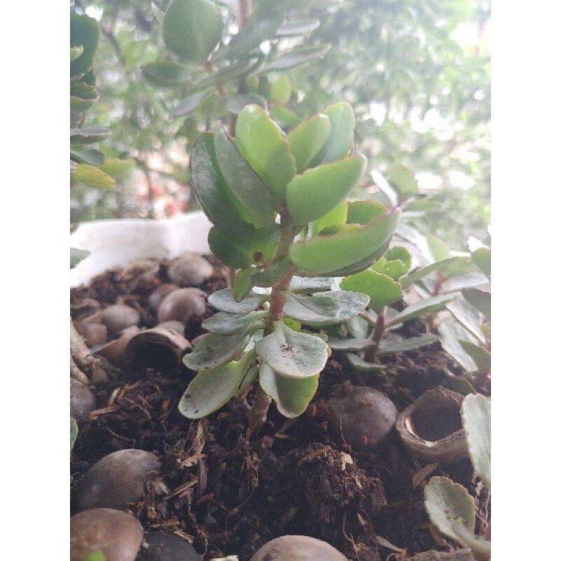 cây Hoa sống đời Kép(1cay)