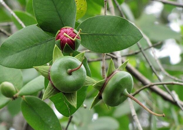 50 hạt giống quả bần chua