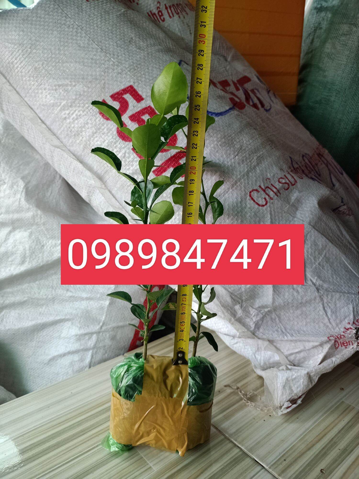 cây chúc giống 2cây