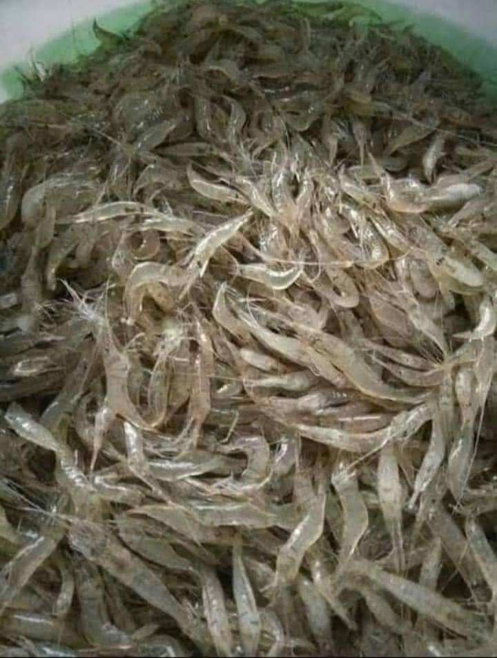 1kg Tép đồng