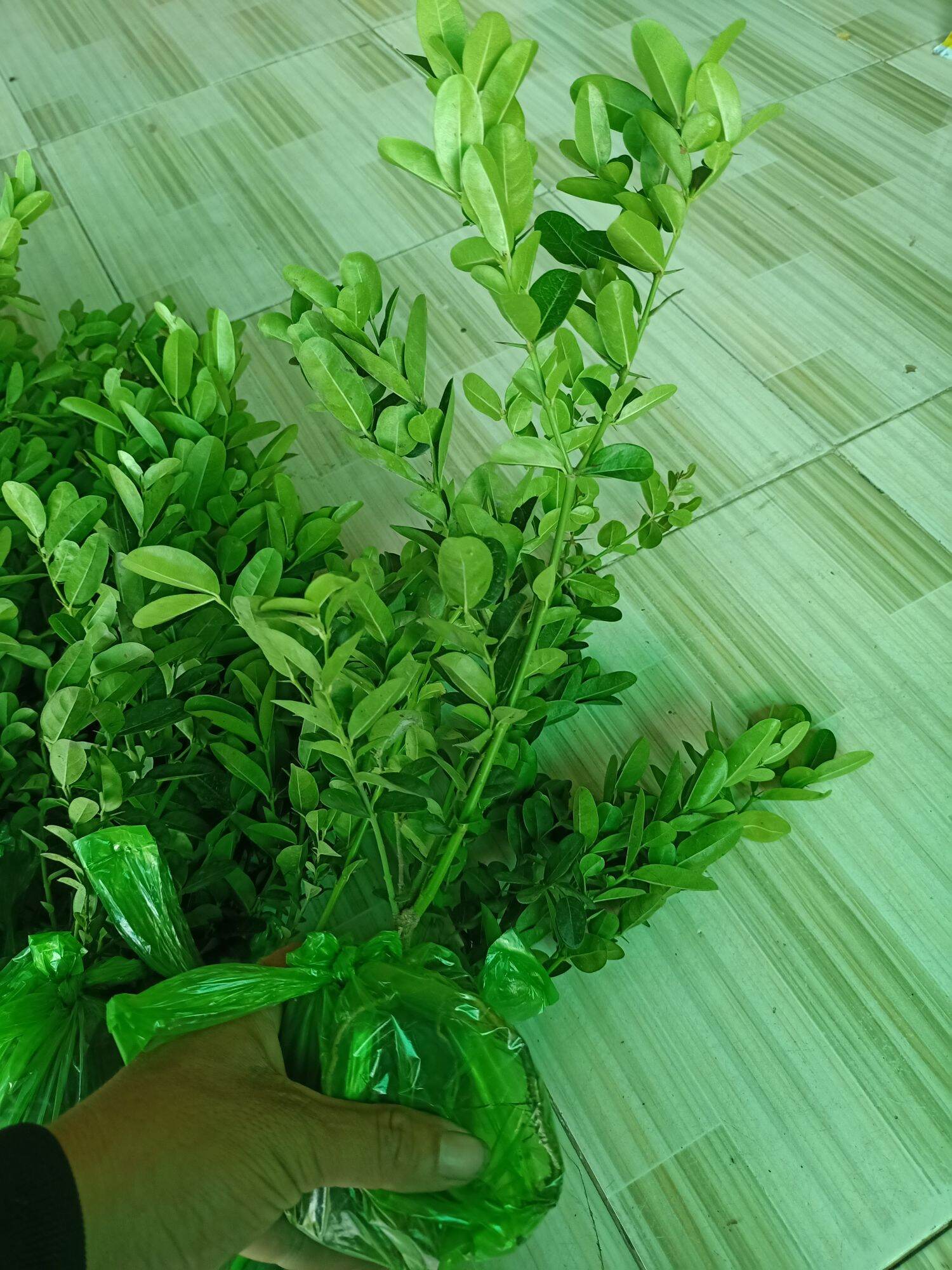 combo 2 cây siro giống
