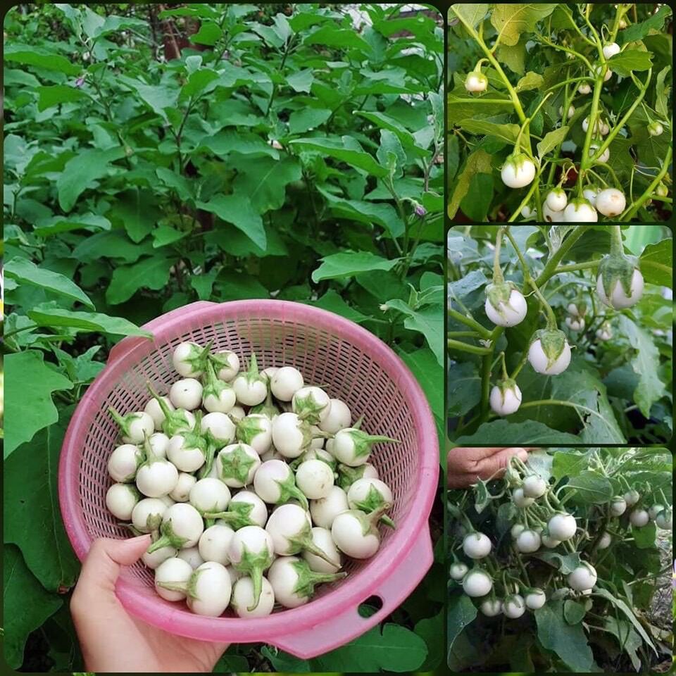 Hạt Giống Cà Pháo Trắng
