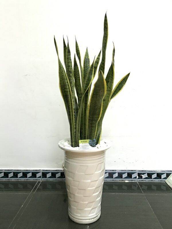cây lưỡi hổ 1 cây giống