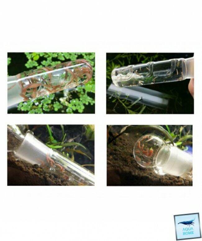 Bẫy sán thủy tinh 1 lỗ, 2 lỗ, 3 lỗ