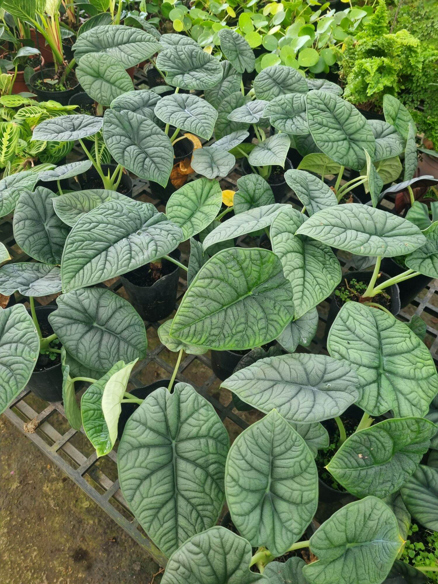 Cây Alocasia Melo