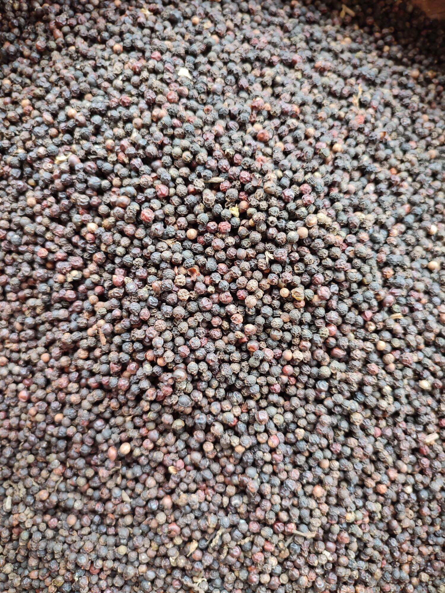 500gr hạt tiêu đen chín đỏ Đăk Lăk giá sỉ