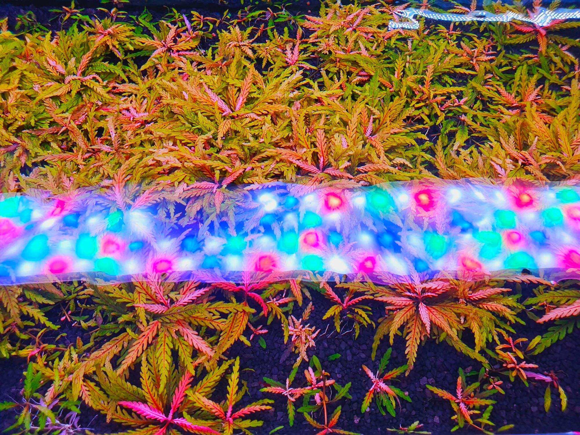 Liễu răng cưa lá nước [Cây Thủy Sinh]