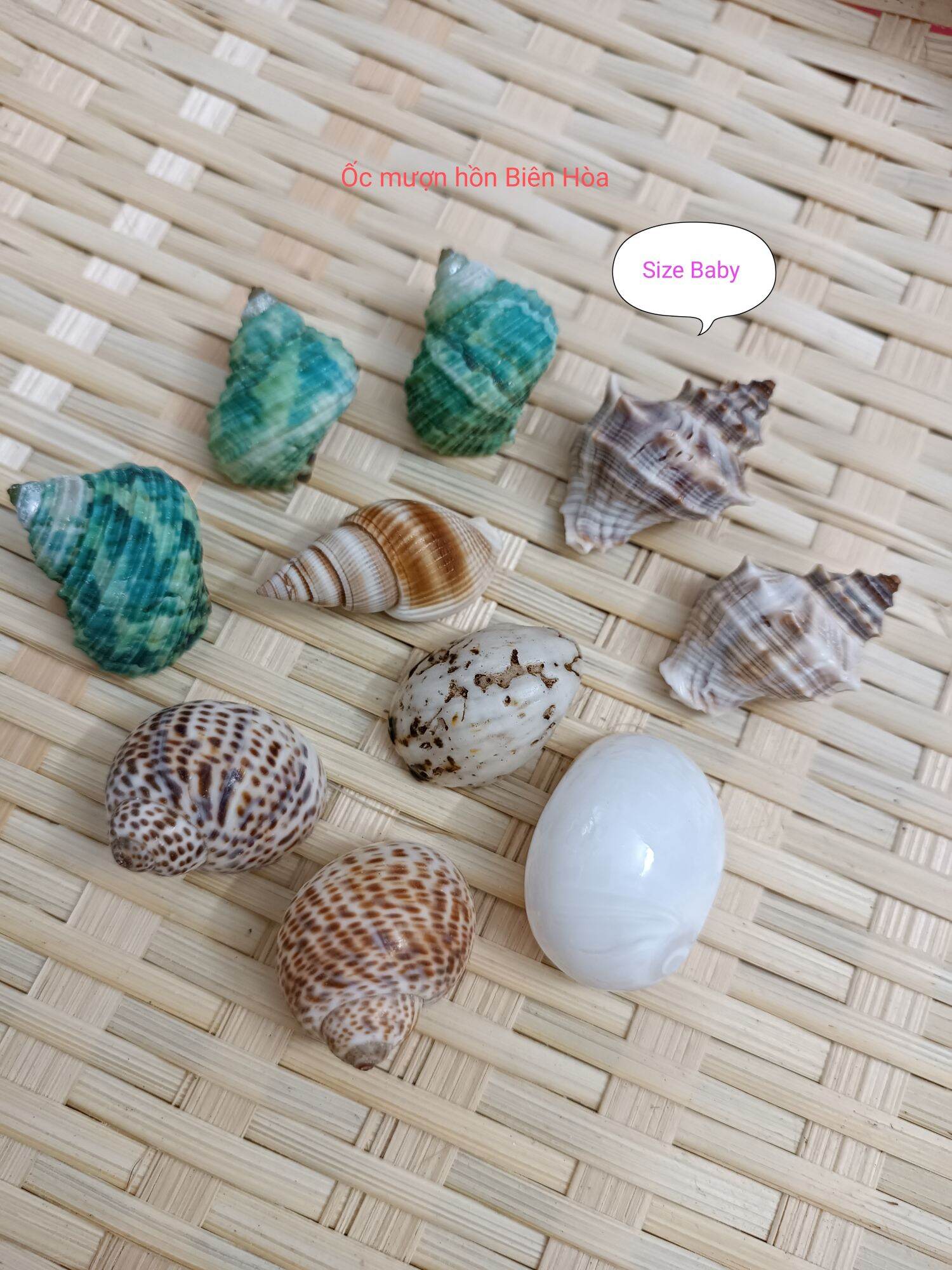 10 vỏ ốc biển size baby. omh biên hòa
