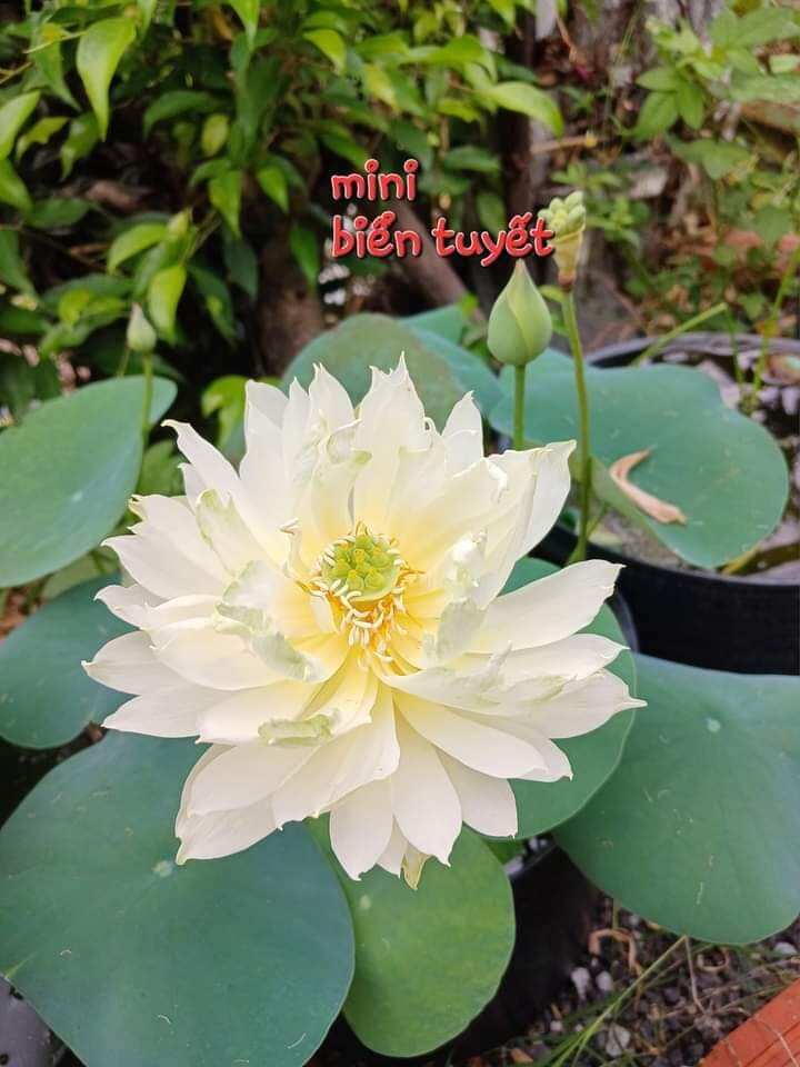 Củ giống sen mini Nhật