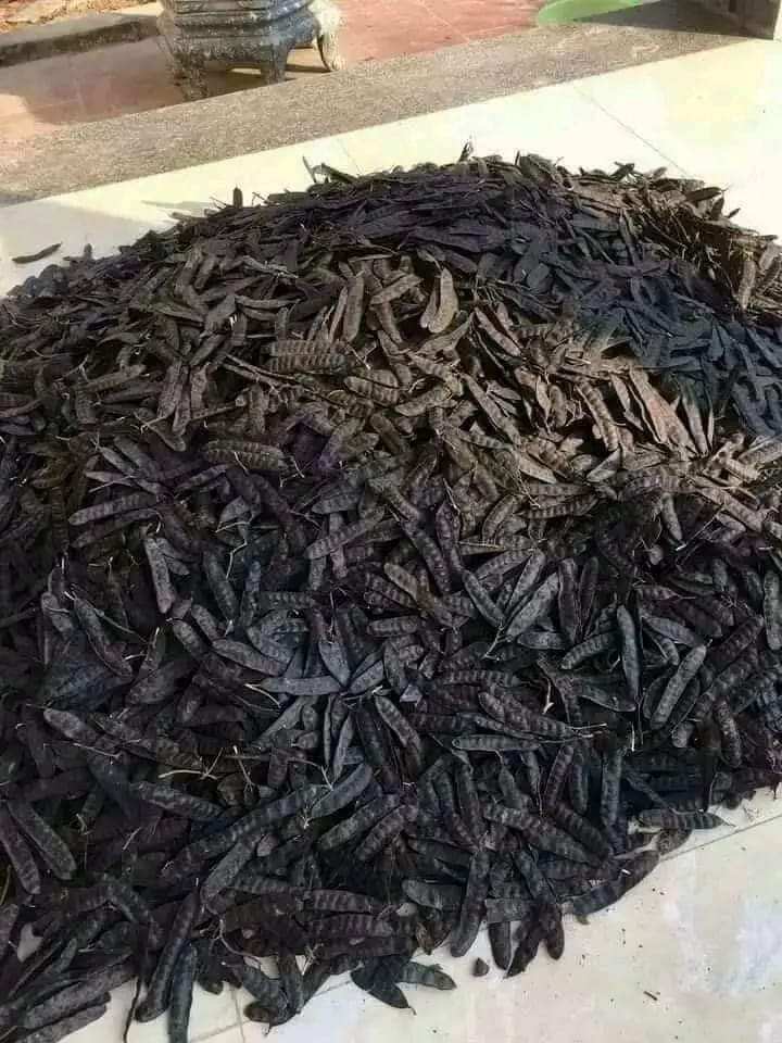 Bồ Kết Khô 500g [ hàng loại 1 ]