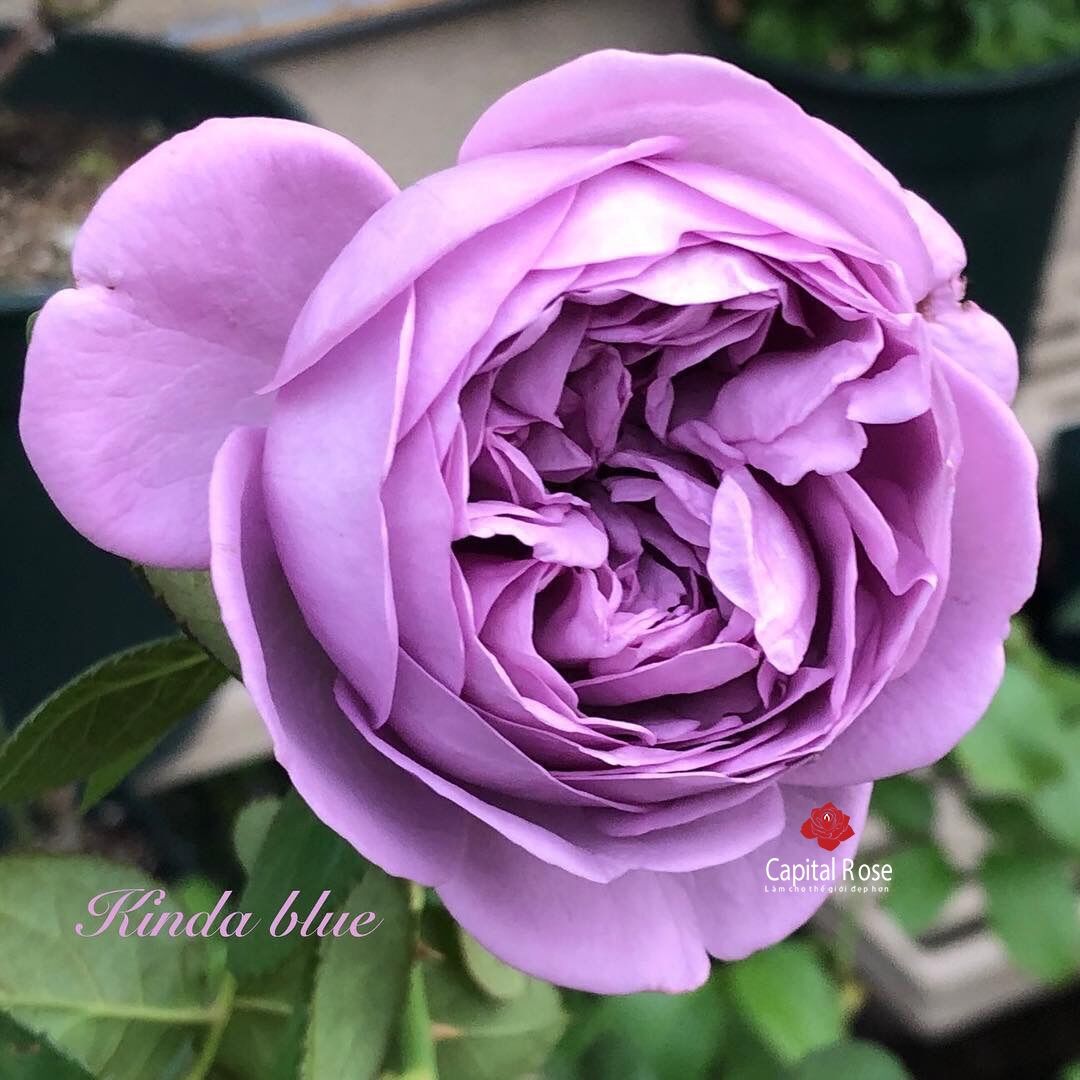 Hoa hồng bụi Kinda Blue rose – Nàng thơ tím lavender