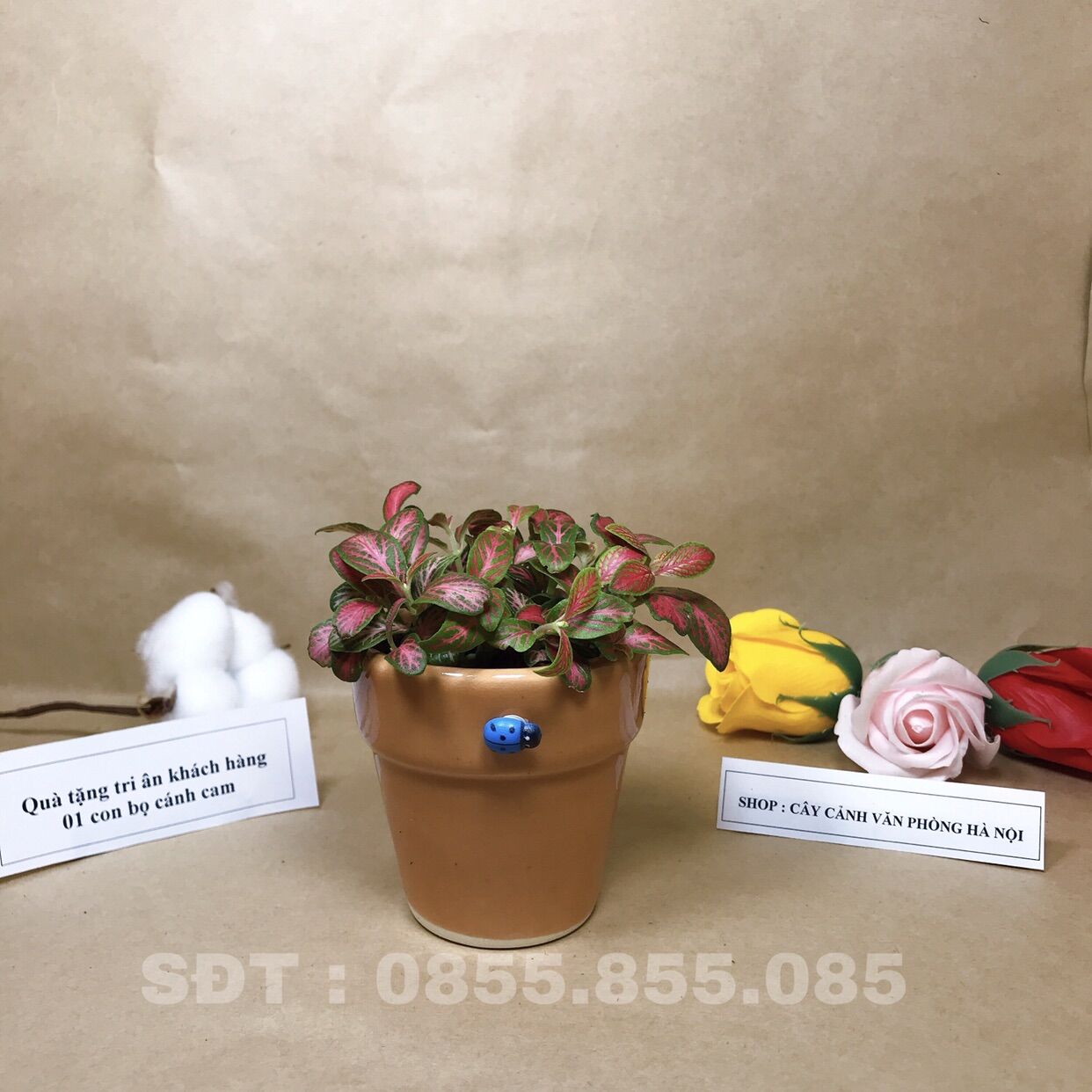 cây cẩm nhung kèm chậu xỗ sứ kích thước 7x7cm