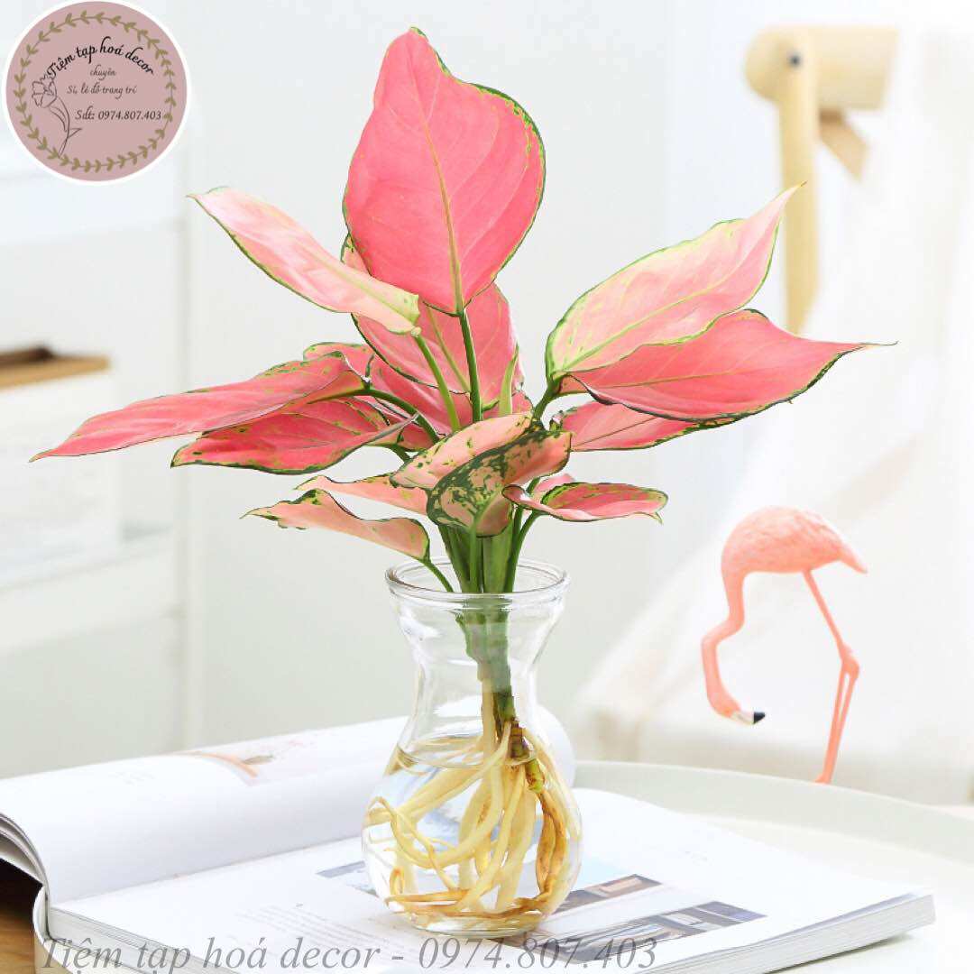 Bình trồng cây thuỷ sinh để bàn