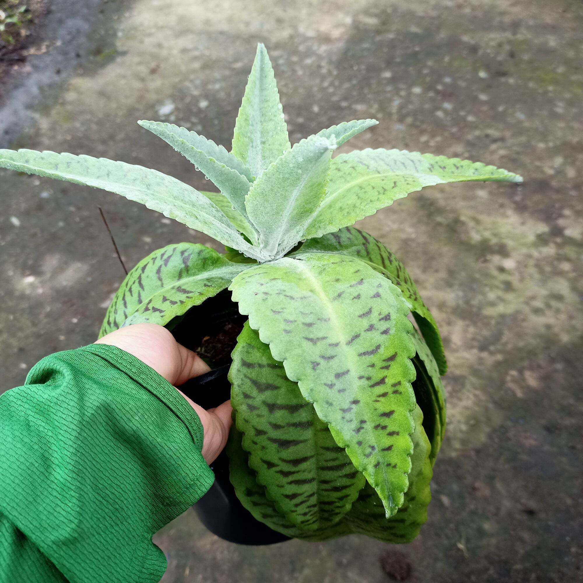 Cây sống đời thái giống mới, sống đời đã beo - kalanchoe plant - donkey ears plant