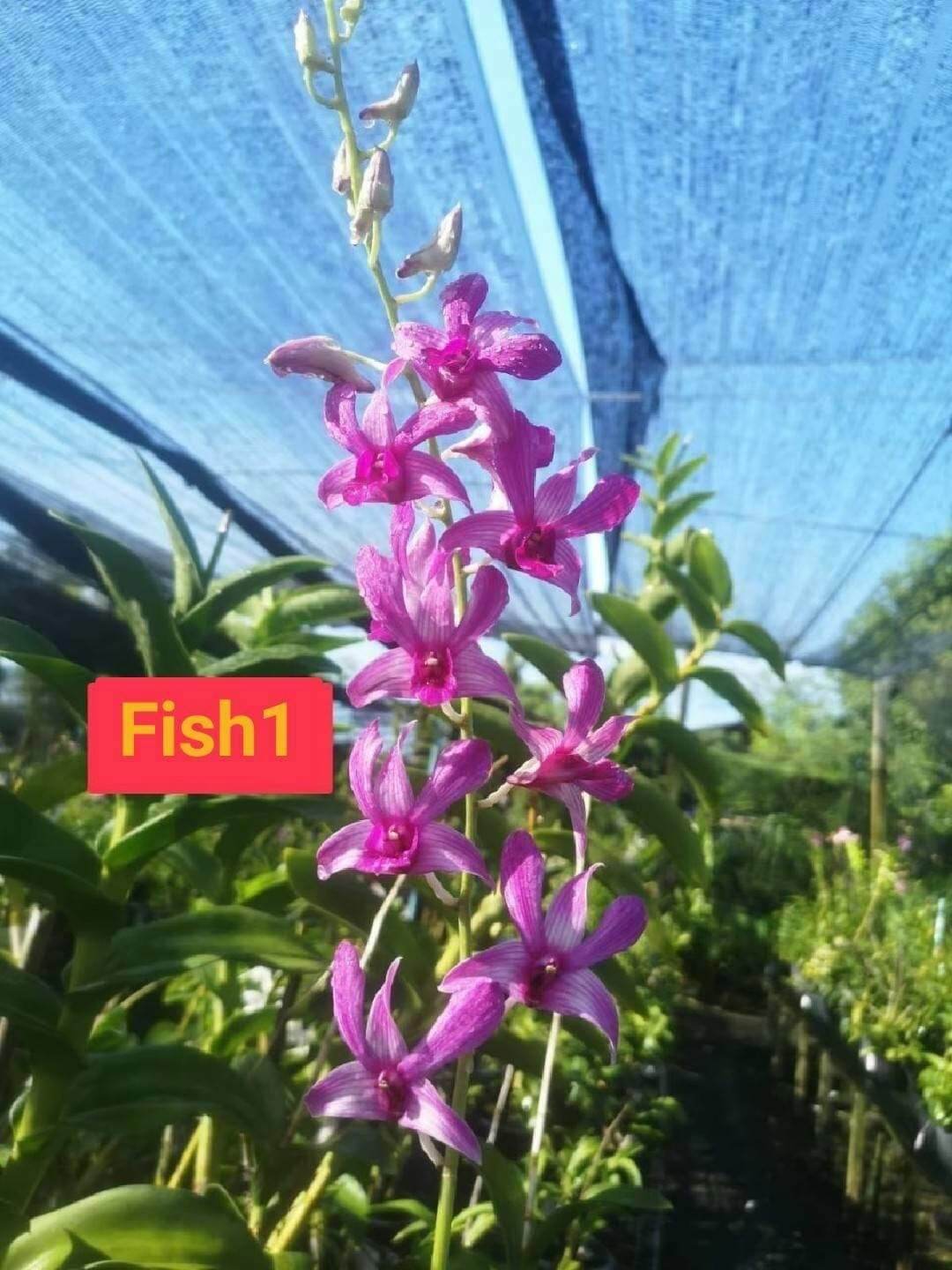 Lan denro nắng cánh chuồn đứng ngọn sắp hoa