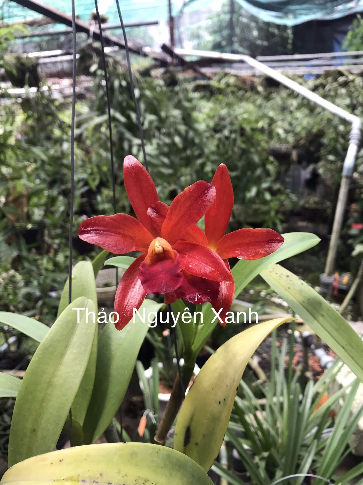 Lan Cattleya cánh sáp hoa đỏ - chậu phi 12