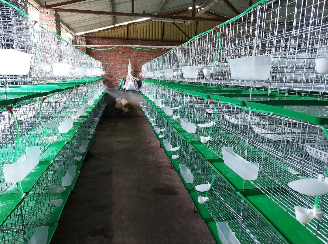 10 Khay hứng phân chim bồ câu