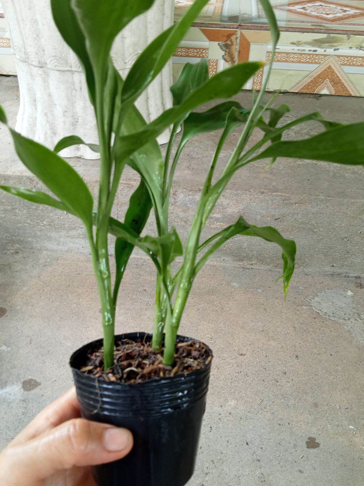 Cây phát tài.phát lộc ,🌴 boiboi.organic, giá bán cây chậu y hình.
