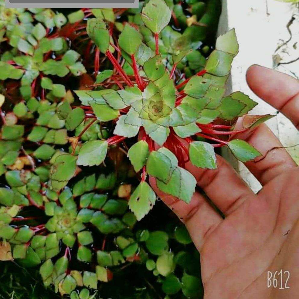 Ấu thái - 1 nhánh