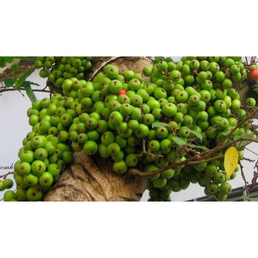 1 KG QUẢ SUNG KHÔ THÁI LÁT