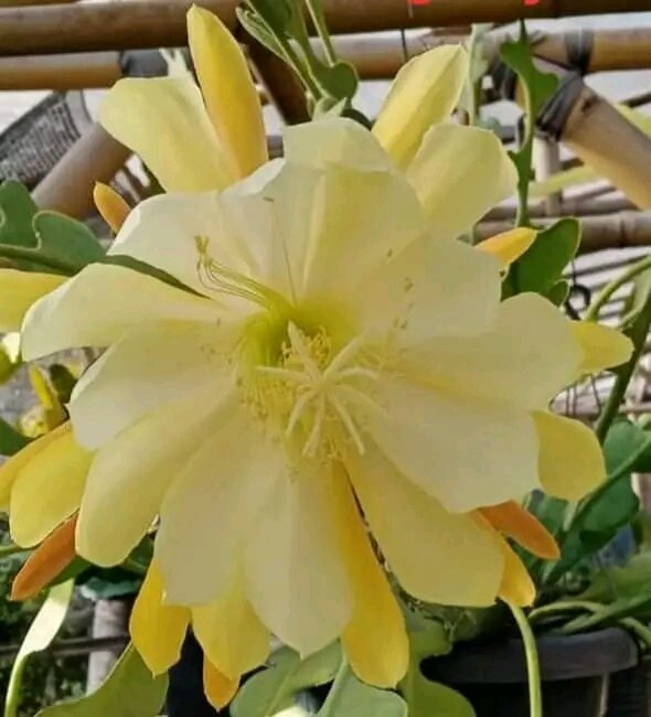 lá nhật quỳnh giống