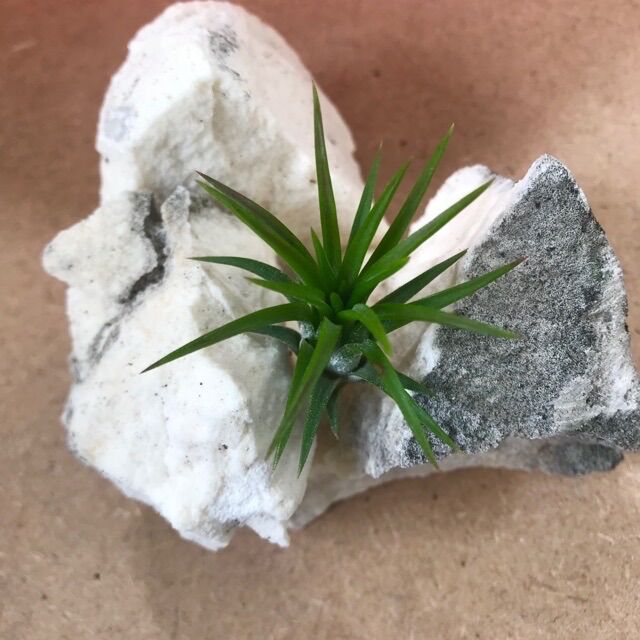 [HCM]Cây không khí ionantha cây lẻ