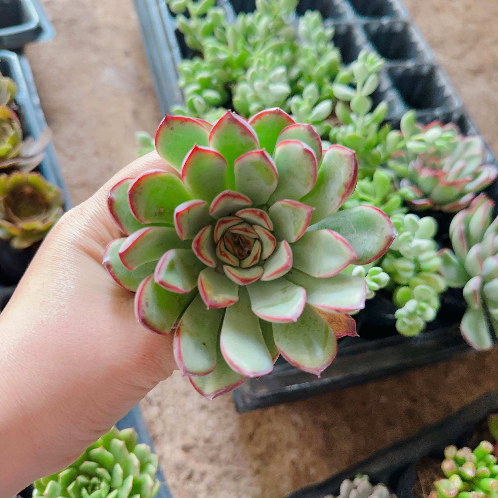 Sen đá viền hồng size bầu 3-5cm