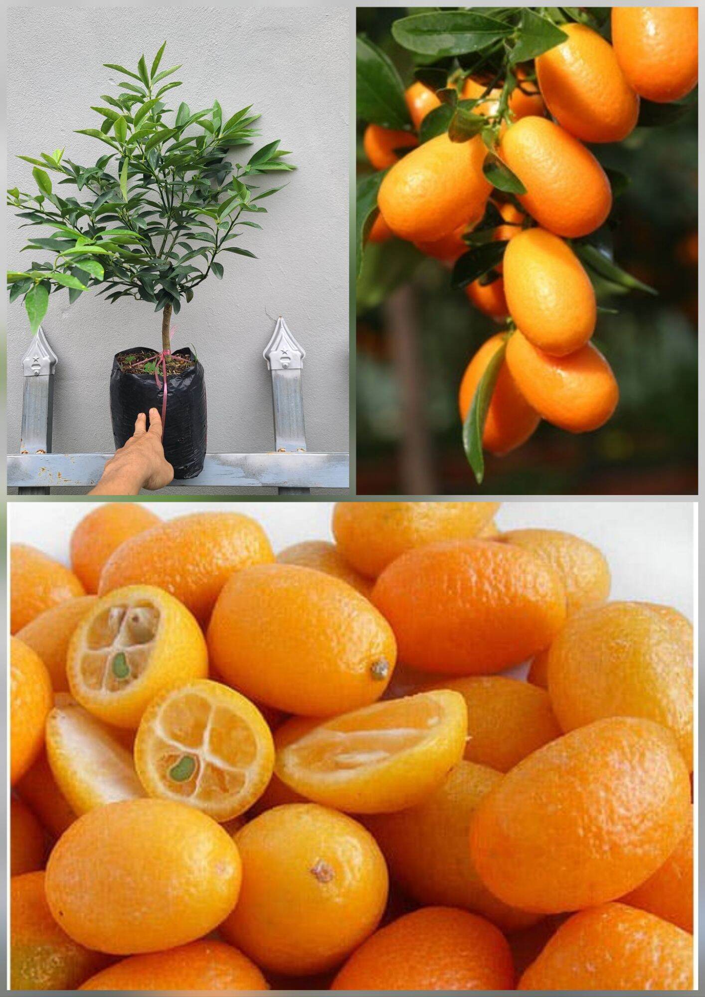 Cây Tắc ngọt . cây cao khỏe . Trái ngọt ăn cả vỏ, mùi thơm ngát. sai quả.