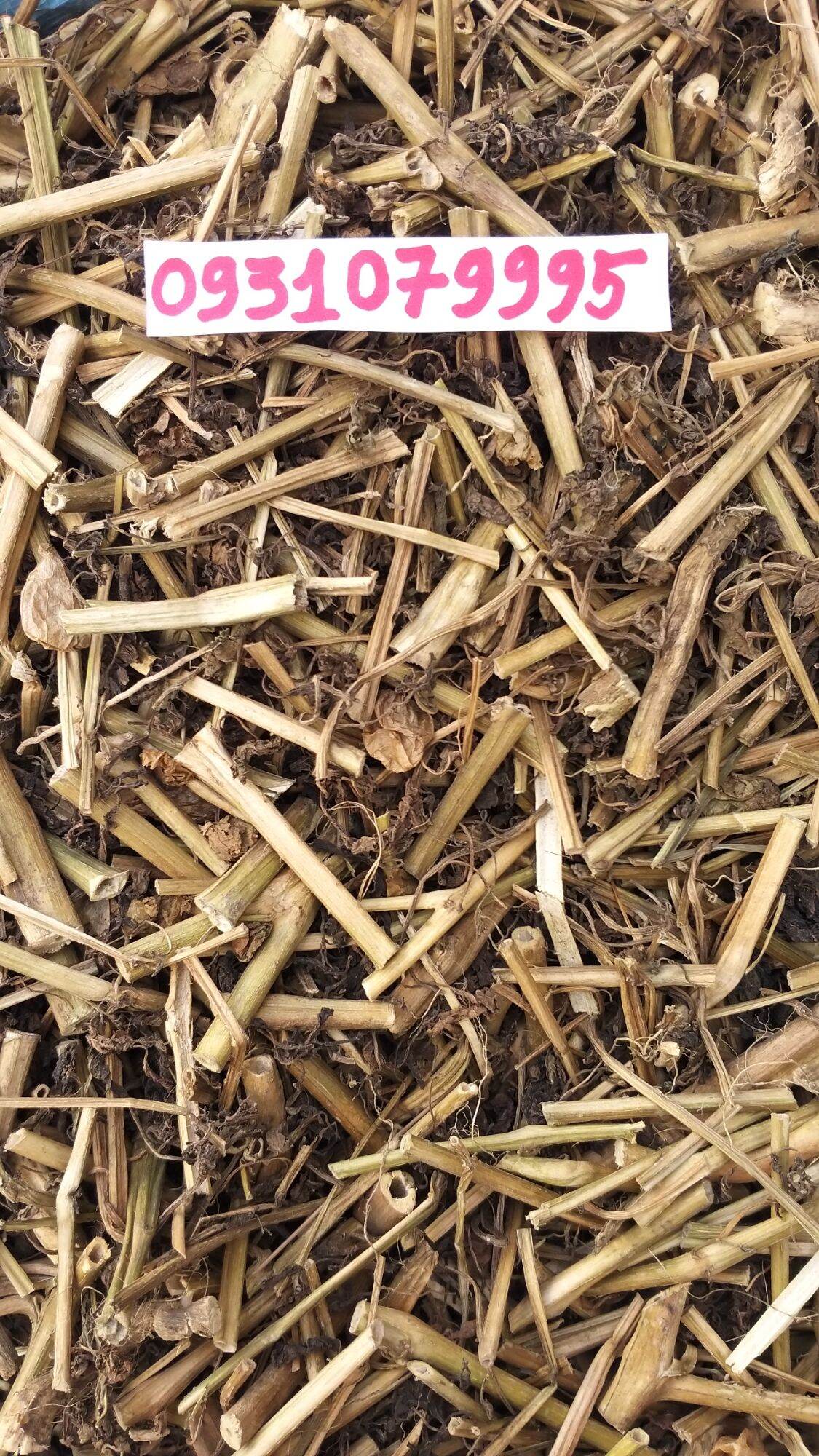 cây tầm bóp - cây thù lù phơi khô 1kg