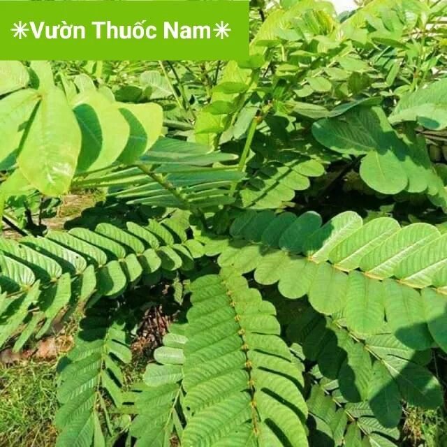 Lá muồng trâu tươi hái tại vườn 1kg lá tươi