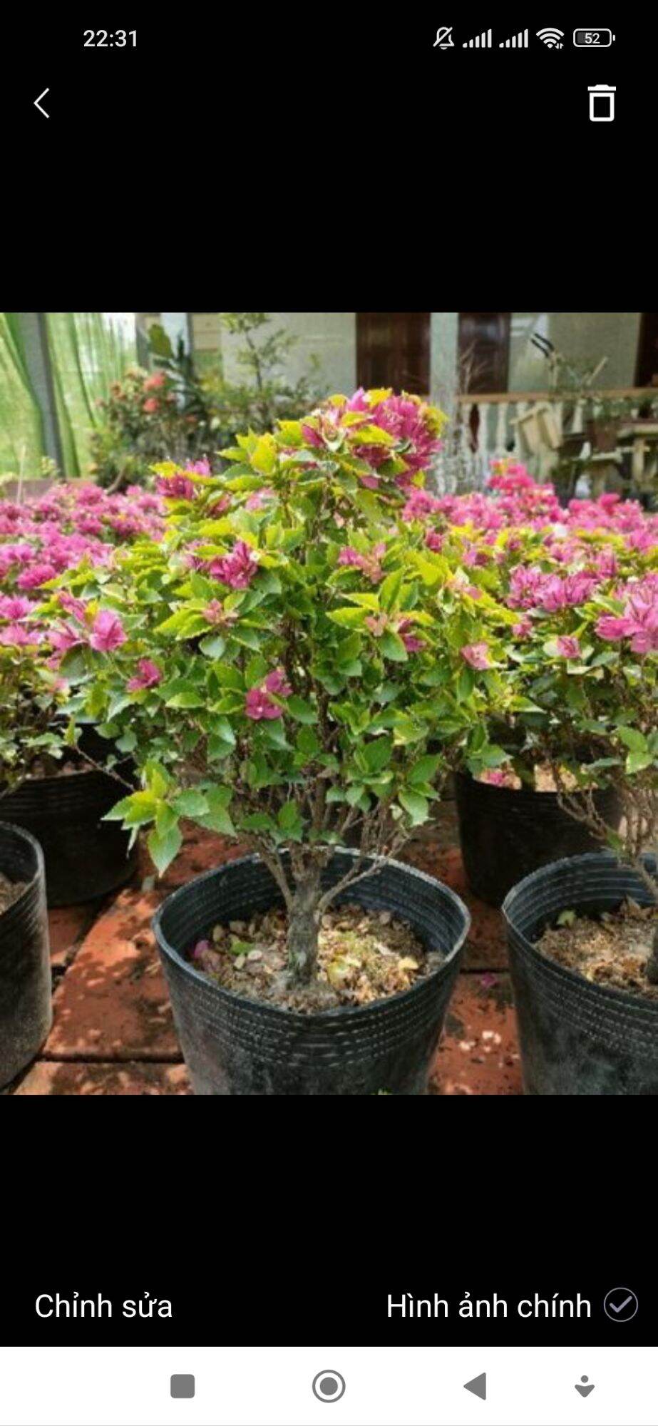 100 Bầu Giấy Mỹ Giống - Combo 100 cây giấy mỹ