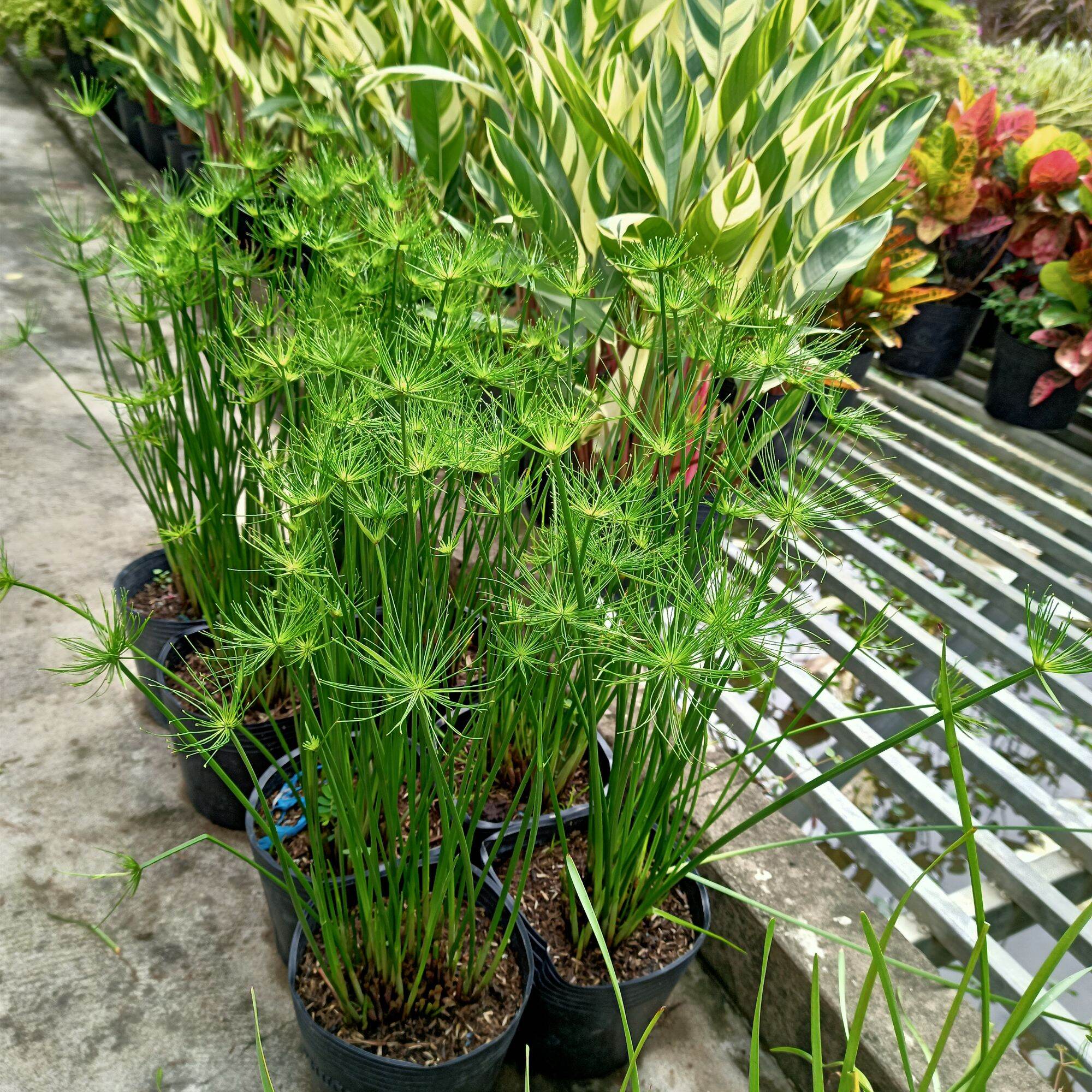 Chậu cây thủy trúc Thái - cyperus