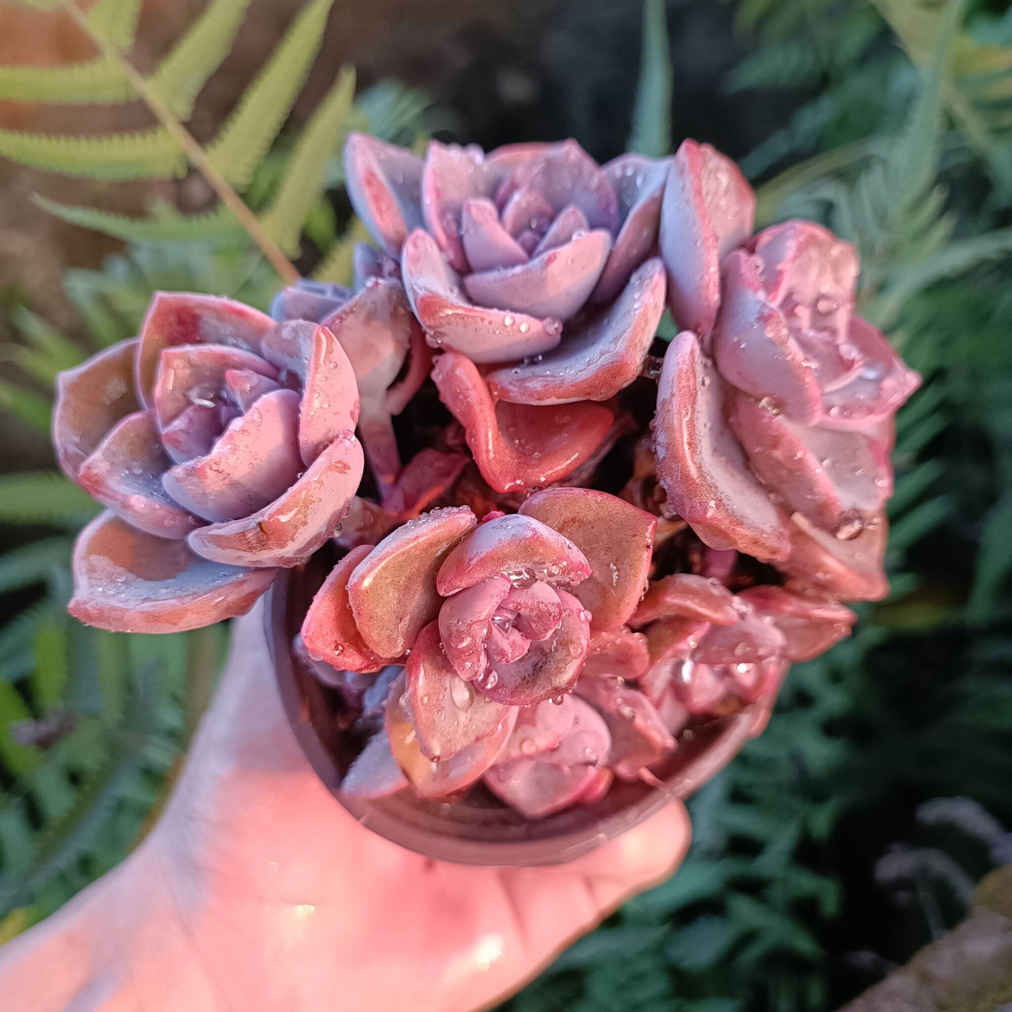 Sale 50%-Sen Đá Bụi Hồng Thụ cực đẹp 😍
