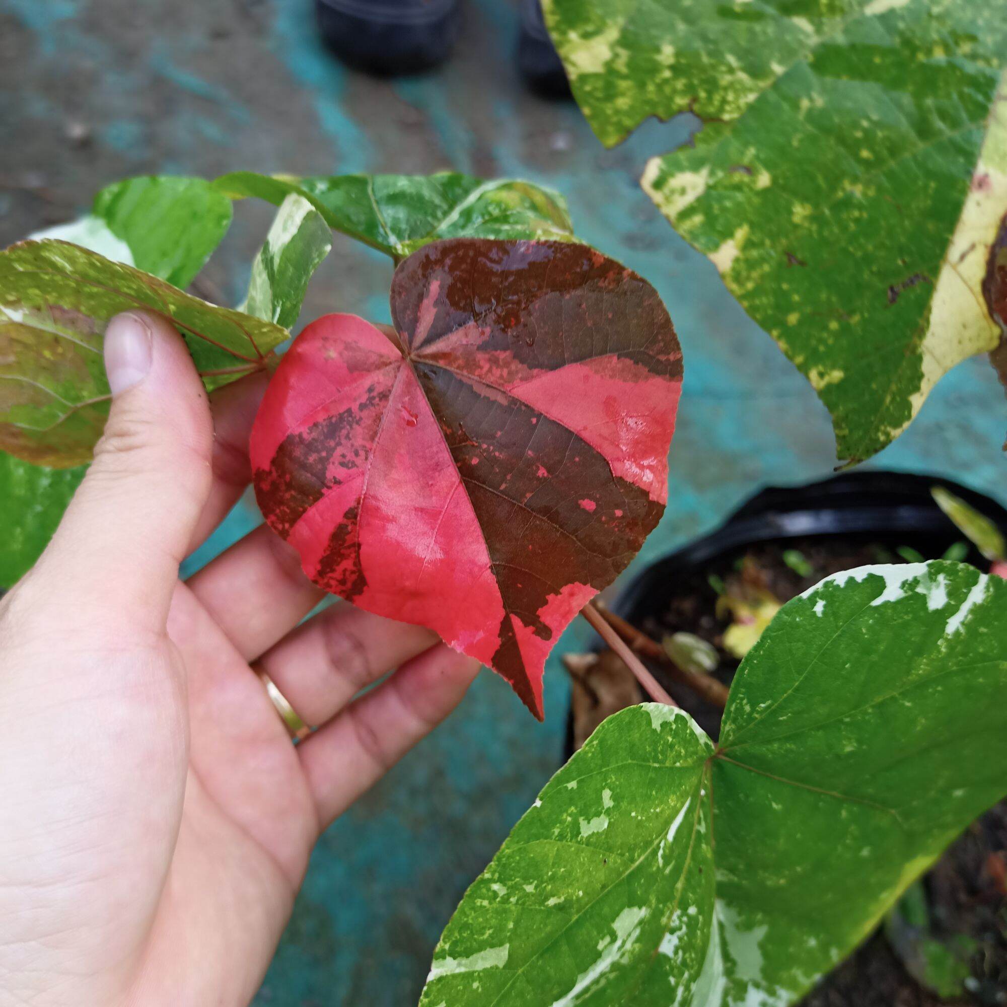 Cây tra var - hibiscus tiliaceus