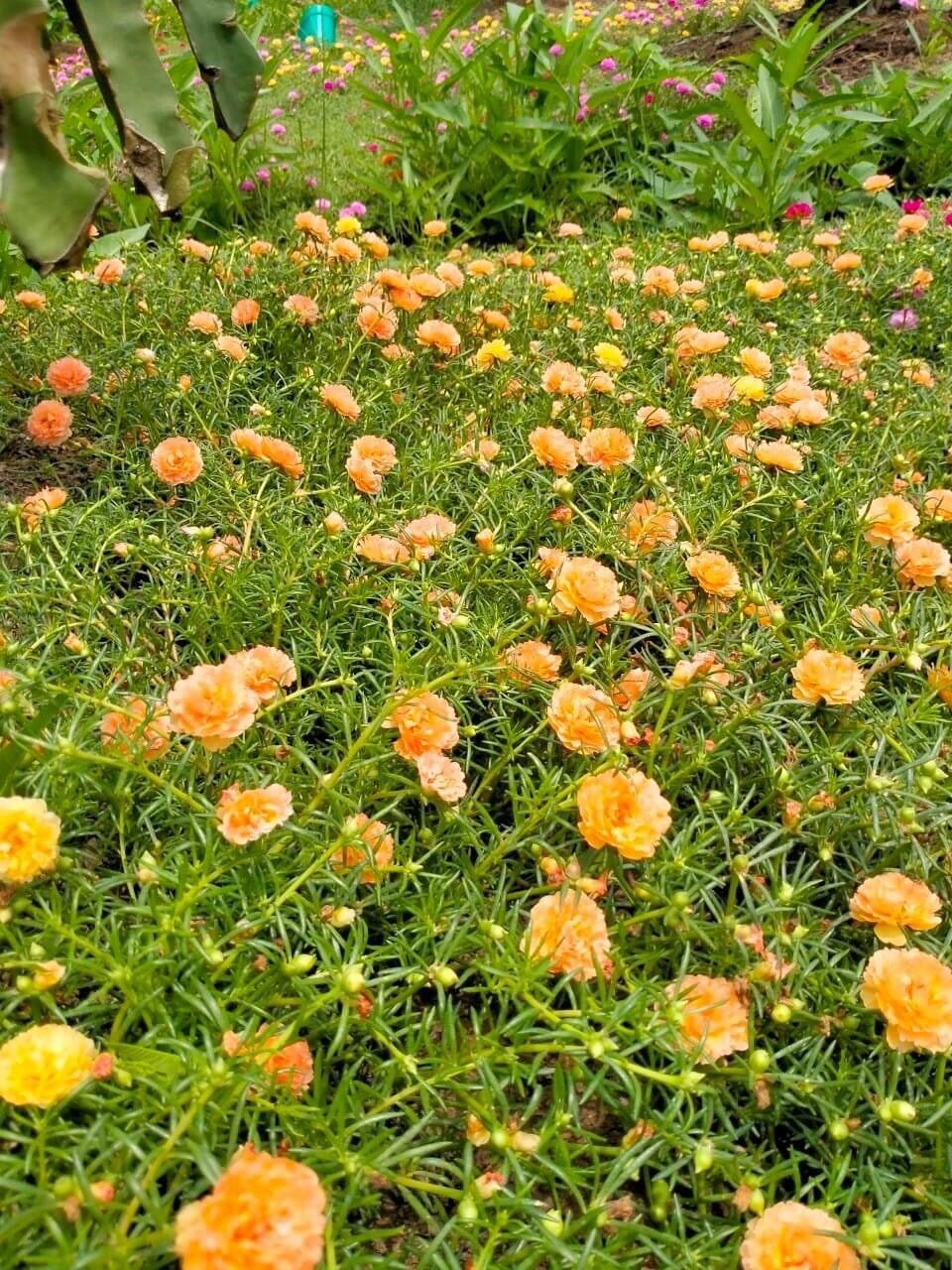 Hoa mười giờ thái kép(1 bó)
