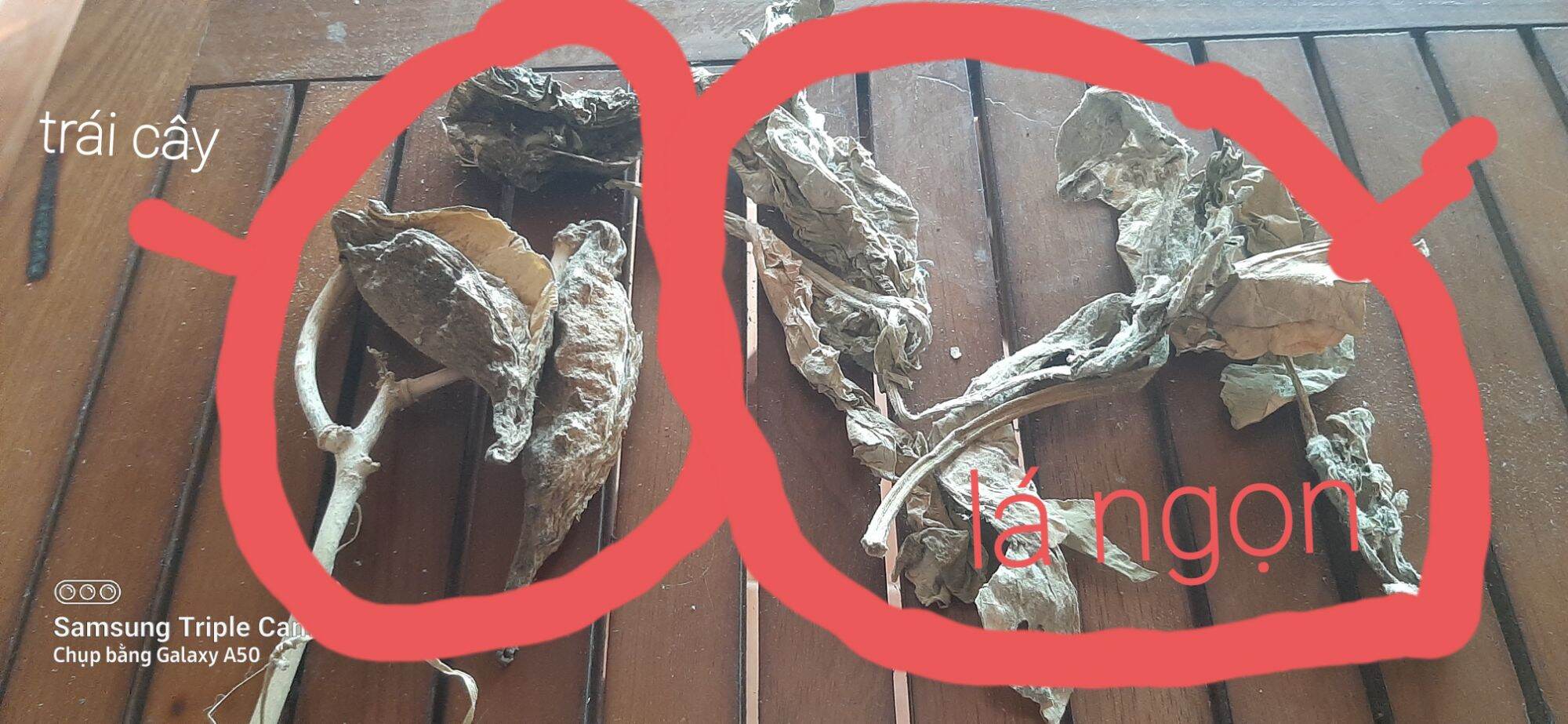 Lá cây hen suyễn khô( bàng biển 0,5-1kg)