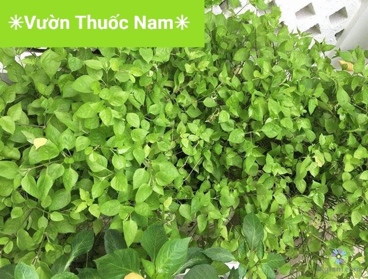 combo 3 bầu cây rau ngót nhật làm giống