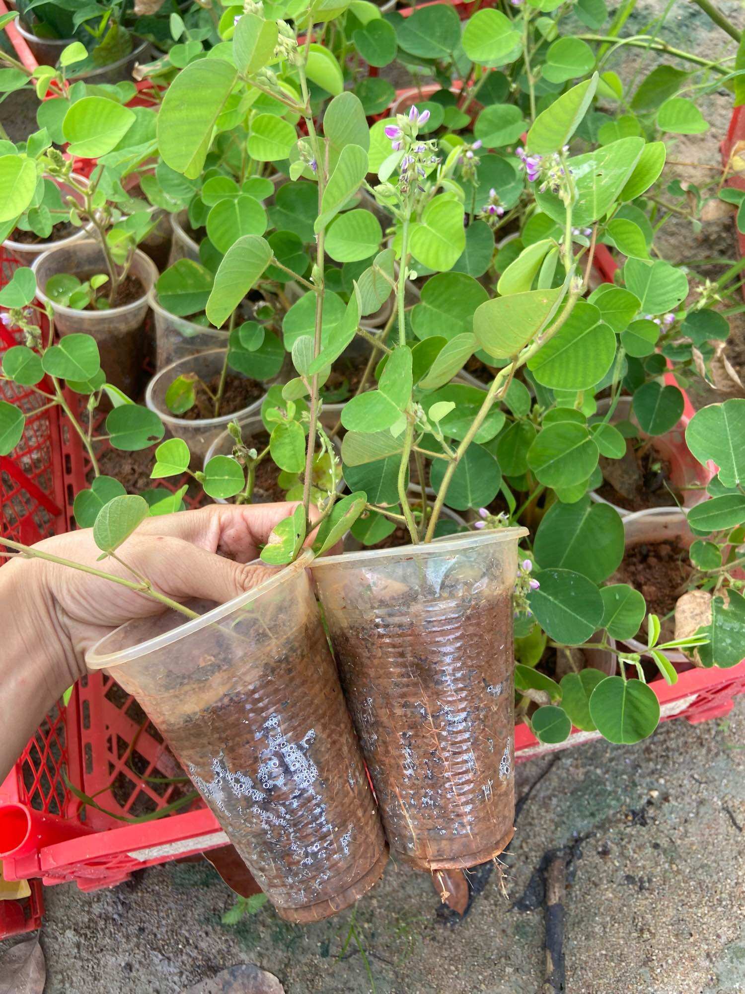 Cây giống kim tiền thảo