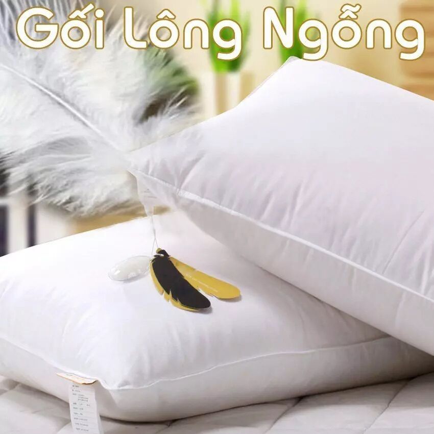 Gối lông ngỗng - gối nằm lông vũ feather