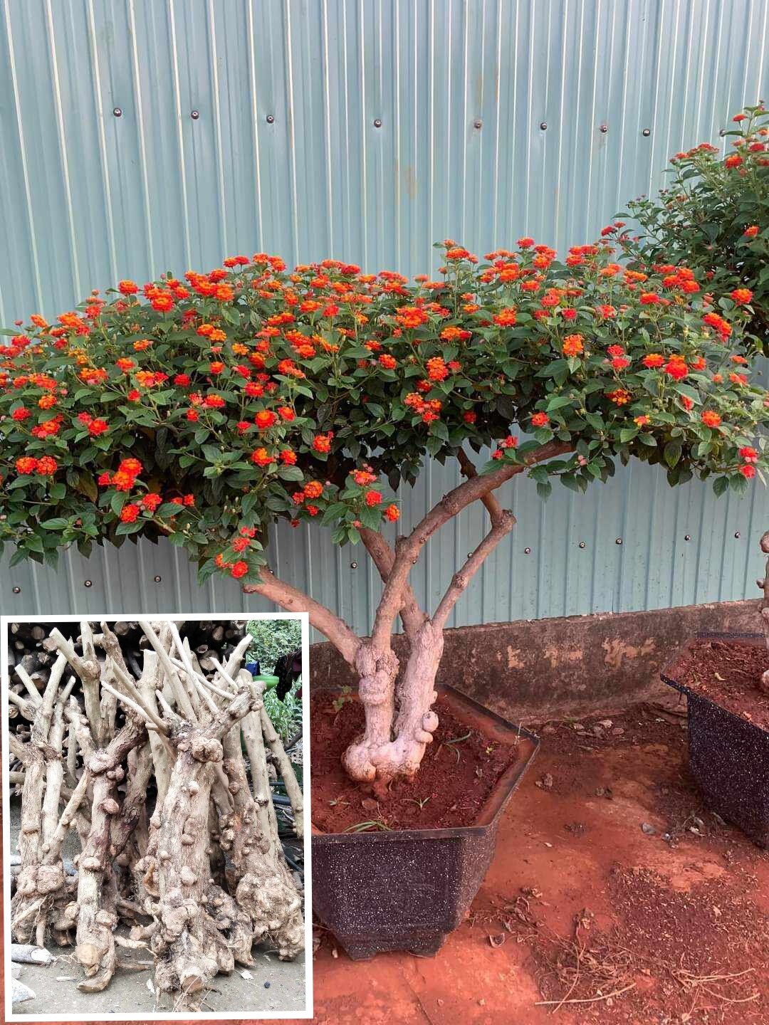 ( CÂY GIỐNG) 1 cây gốc trâm ổi lâu năm