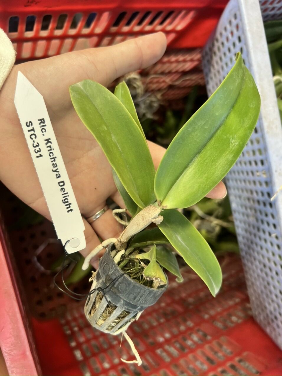 TNX16 - Hoa Lan Cattleya Krichaya Delight - Cây Con