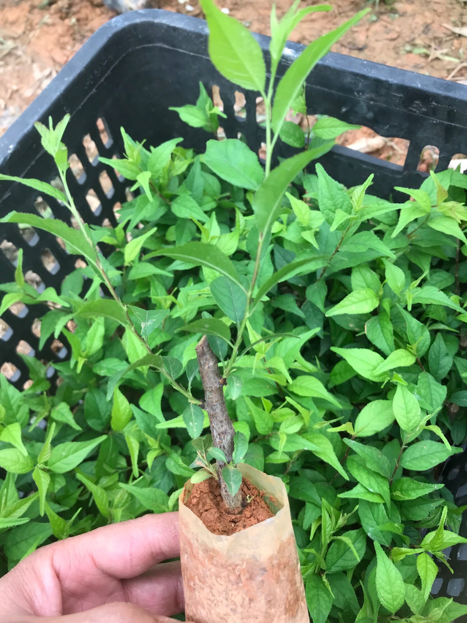 Cây Nhất Chi Mai- Hàn Mai