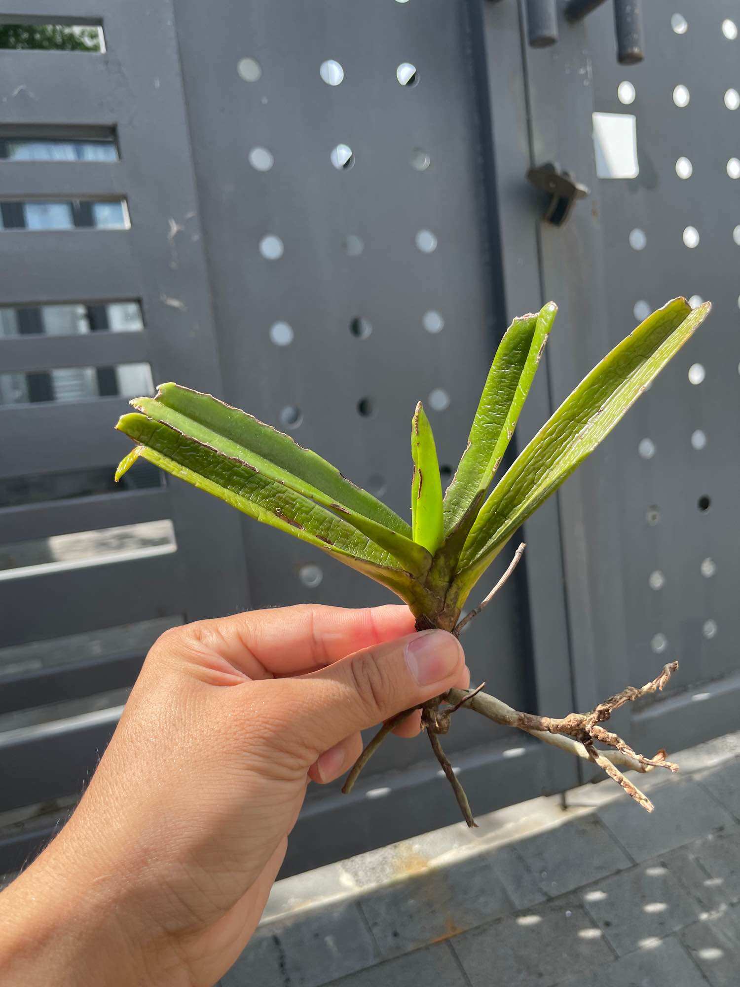 3 CÂY LAN RỪNG QUẾ TÍM (hoa thơm phức) BAO SỐNG