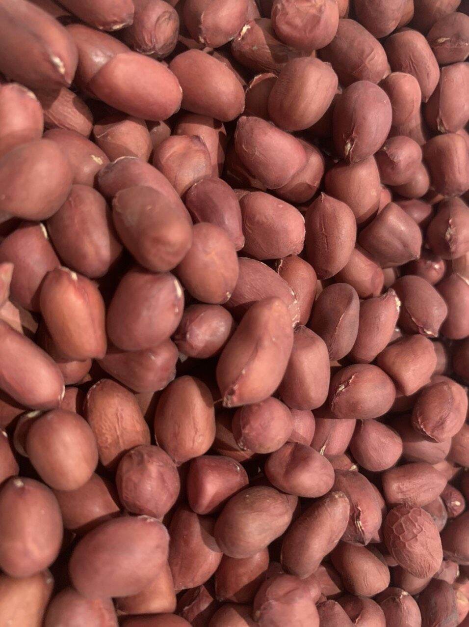 0.5kg Lạc Đỏ, Lạc Đỏ Tây Bắc