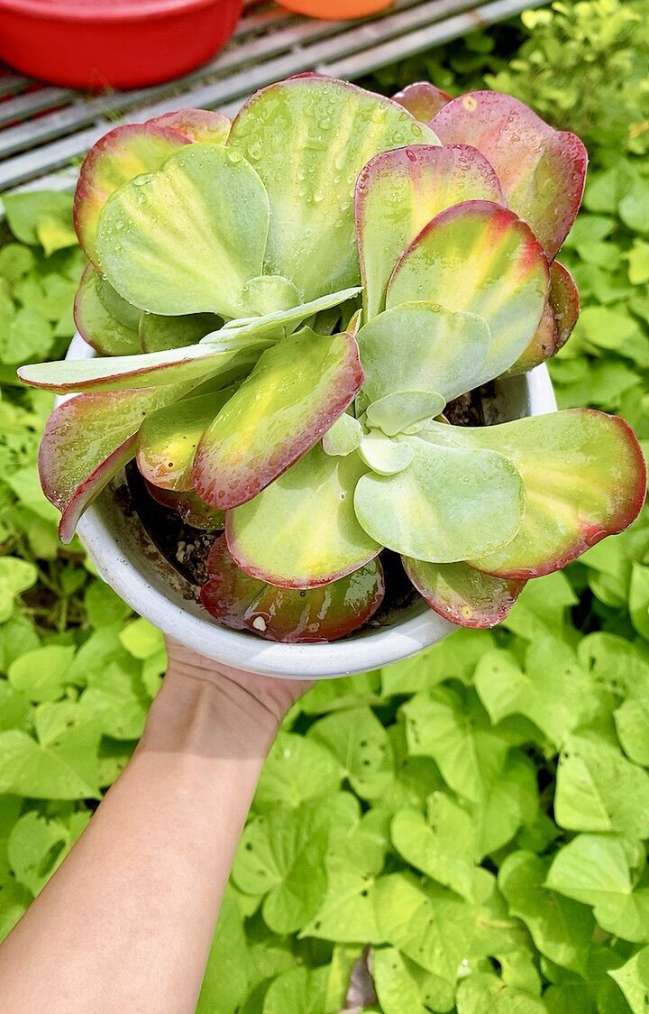 Sen đá bướm var sz 17 cm