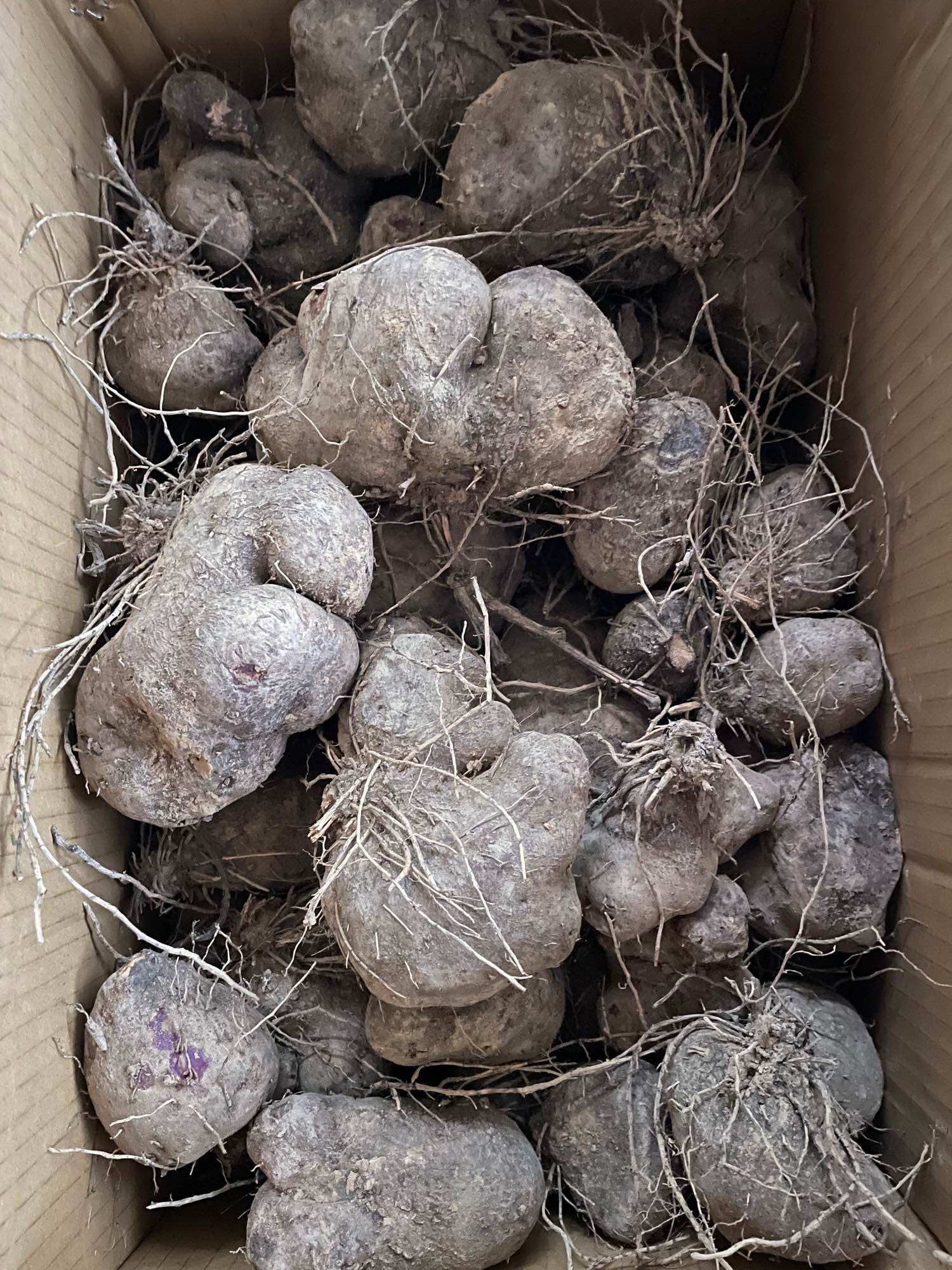 Củ mỡ tím(củ giống)