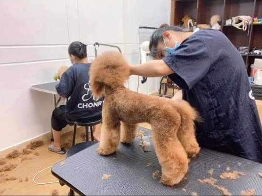 Áo Grooming Chonry